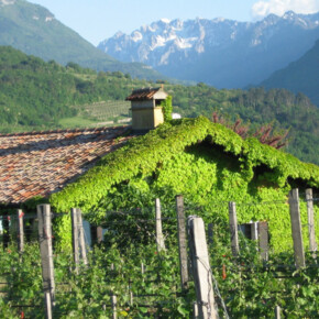  Entdecken Sie die Geheimnisse des Pinot Noir 