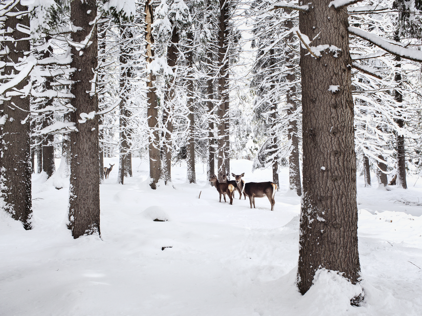 Val di Fiemme - Foresta di Paneveggio - Cervi nella foresta innevata