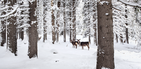 Val di Fiemme - Foresta di Paneveggio - Cervi nella foresta innevata