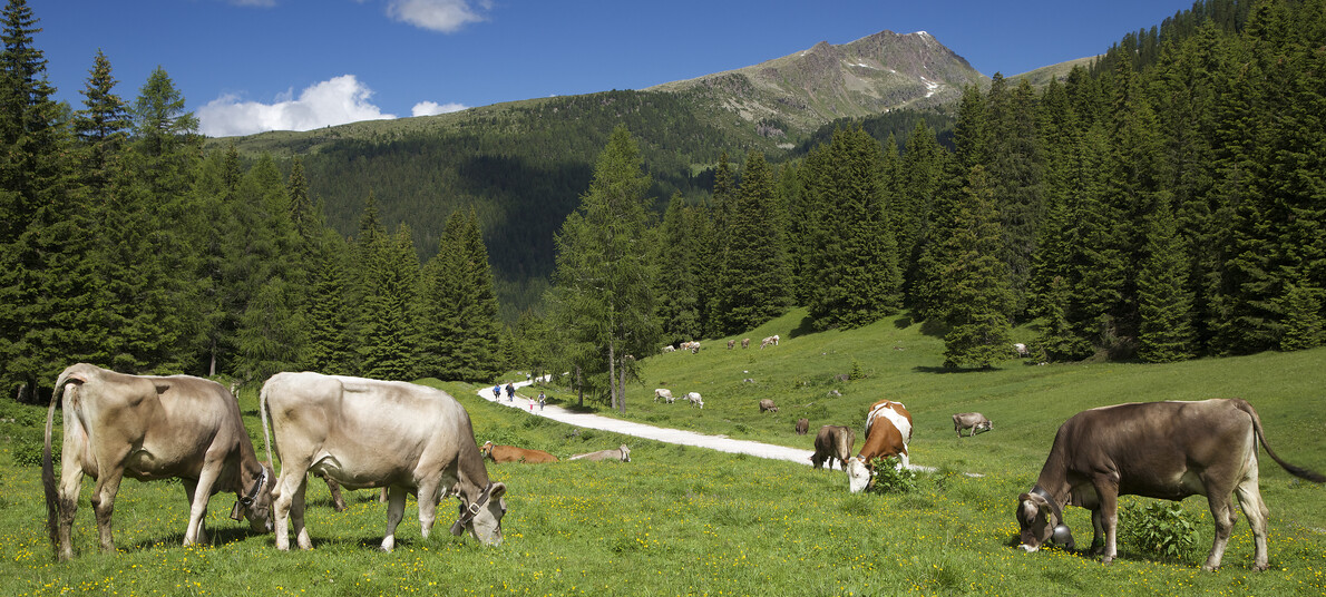 Val di Fiemme - Val Venegia  - Parco Naturale Paneveggio Pale di San Martino
