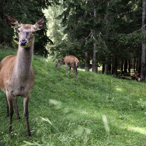 Paneveggio-Pale di San Martino Nature Park