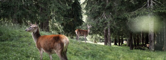 Paneveggio-Pale di San Martino Nature Park