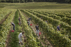 Valle dei Laghi - Pergolese - Vendemmia
