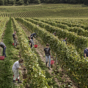 Valle dei Laghi - Pergolese - Vendemmia
