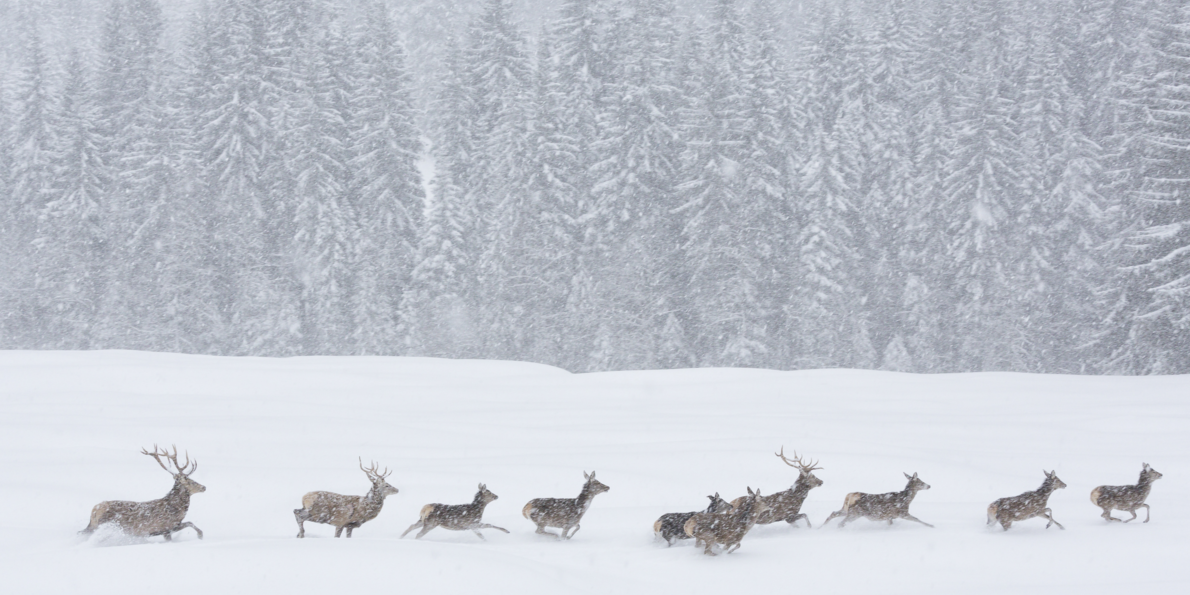 Wild animals during a snowstorm in the natural parks of Trentino