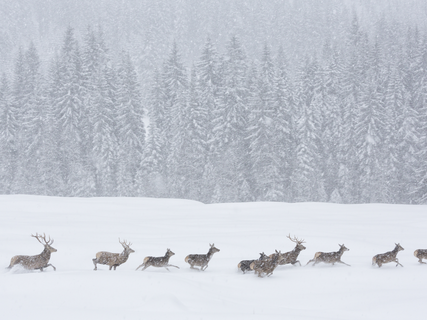 Animali selvatici durante una tempesta di neve nei parchi naturali del Trentino