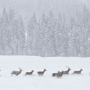 Wilde Tiere während eines Schneesturms in den Naturparks des Trentino