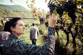 Valle dell'Adige - San Michele all'Adige - Cantina Endrizzi
