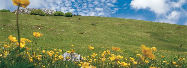 Monte Bondone, fioritura alle Viotte
