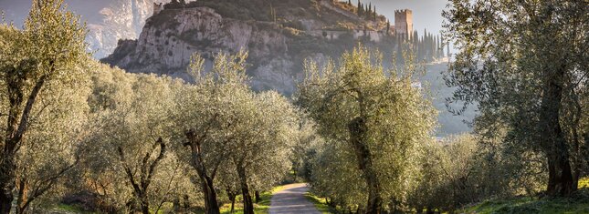 Garda Trentino - Arco - Uliveto
