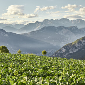 Vallagarina - Val di Gresta - Panorama
