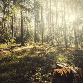 Trentino Tree Agreement