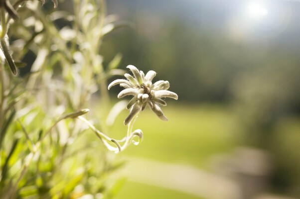 Grand Hotel Biancaneve_folgaria_trentino_natura