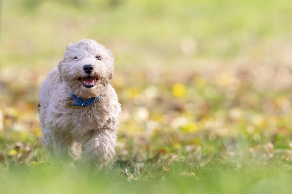 cane autunno