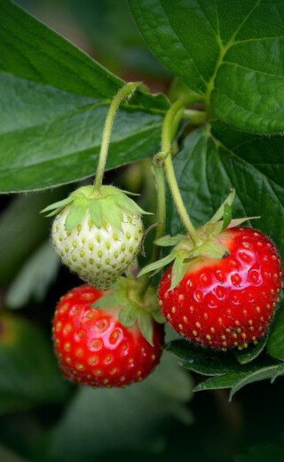 Frutti di bosco estivi con bambini che affrontano il primo piano