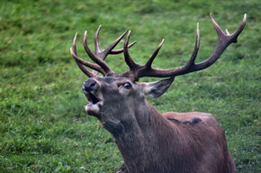 Ascolta il Bramito del Cervo