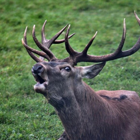 Ascolta il Bramito del Cervo