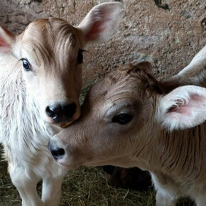 Willkommen auf dem Bauernhof