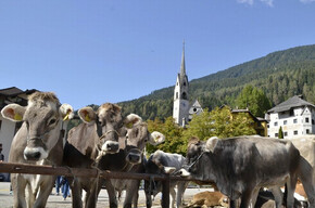 Mostra Concorso Bovina