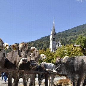 Mostra Concorso Bovina