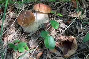 Festa delle Brise - Mushroom Festival