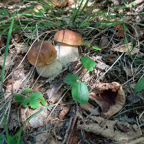 Festa delle Brise - Mushroom Festival