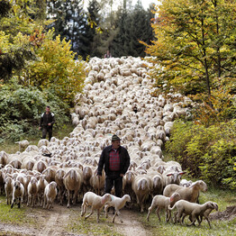 Almkäse, Äpfel und feiner Wein  IM HERBST FEIERT DAS TRENTINO DEN GENUSS