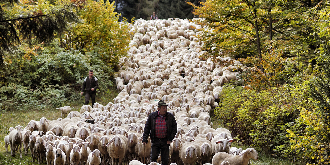 Almkäse, Äpfel und feiner Wein  IM HERBST FEIERT DAS TRENTINO DEN GENUSS #1