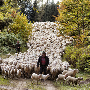 Almkäse, Äpfel und feiner Wein  IM HERBST FEIERT DAS TRENTINO DEN...