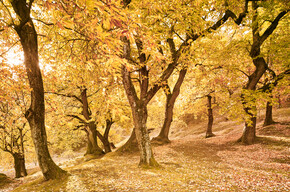 AUTUMN AT HIGH ALTITUDE AMIDST BRIGHT COLOURS AND SERENE MOMENTS OF SILENCE