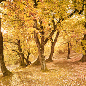 AUTUMN AT HIGH ALTITUDE AMIDST BRIGHT COLOURS AND SERENE MOMENTS OF...