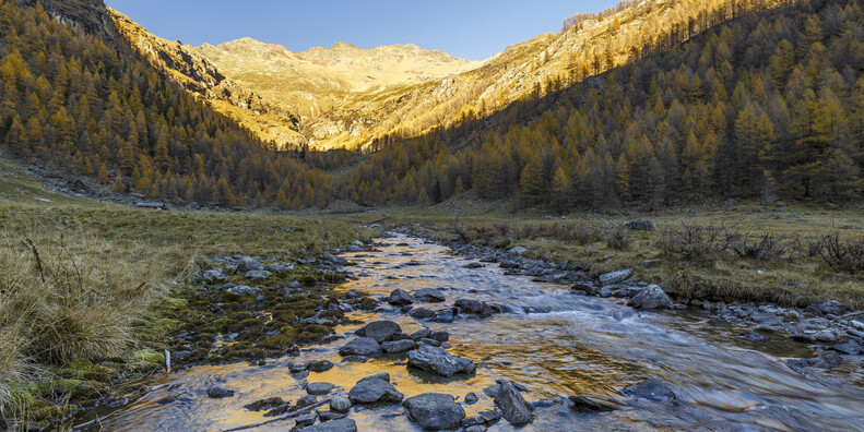 NEI PARCHI NATURALI TRENTINI RISUONANO I BRAMITI  #3