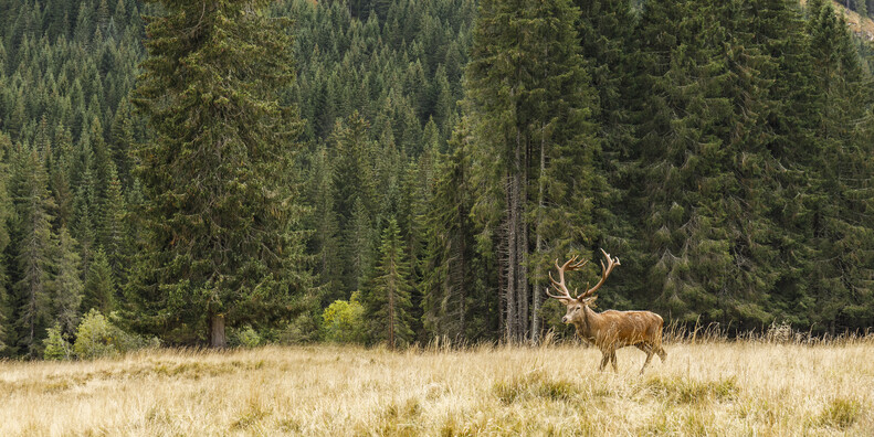 NEI PARCHI NATURALI TRENTINI RISUONANO I BRAMITI  #2