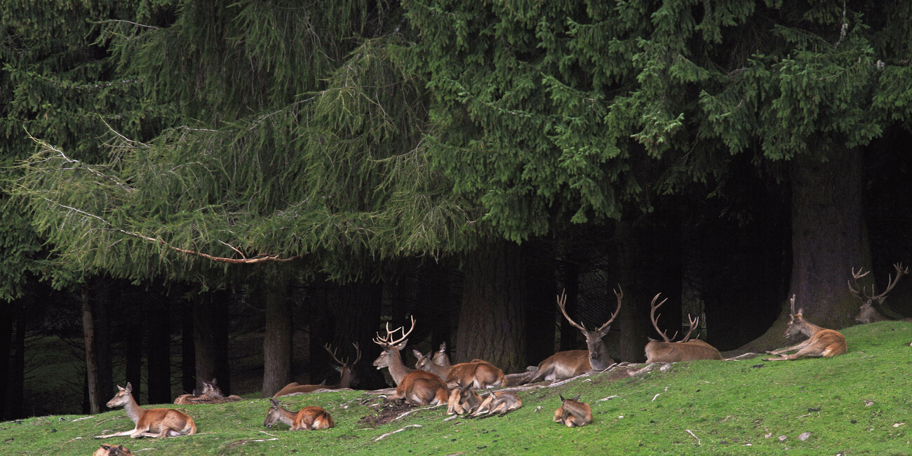 IL RESPIRO DELLA NATURA, LE PROPOSTE NEI PARCHI #8