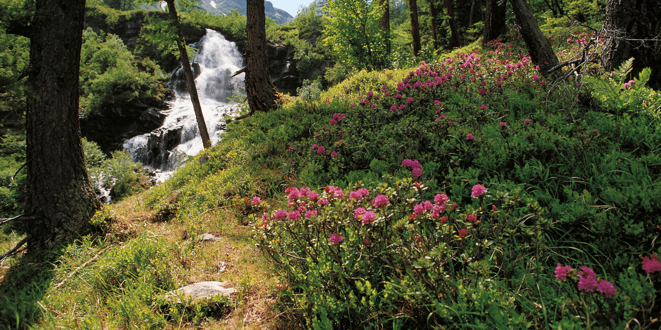 IL RESPIRO DELLA NATURA, LE PROPOSTE NEI PARCHI #7