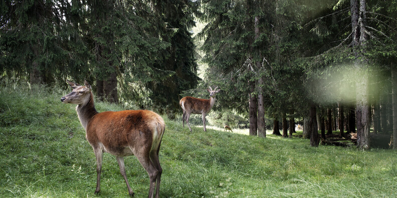 IL RESPIRO DELLA NATURA, LE PROPOSTE NEI PARCHI #2