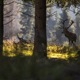 NEI PARCHI NATURALI TRENTINI RISUONANO I BRAMITI