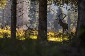 NEI PARCHI NATURALI TRENTINI RISUONANO I BRAMITI