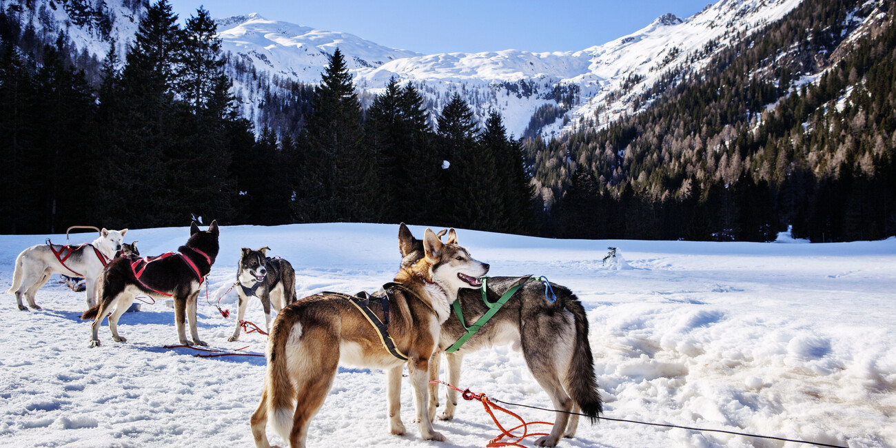 L’ABBRACCIO DELLA NATURA INVERNALE  #6