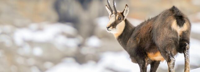 Parco_dello_Stelvio_Camoscio_295B2 | © Parco_dello_Stelvio_Camoscio_295B2