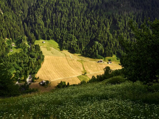 Vermiglio