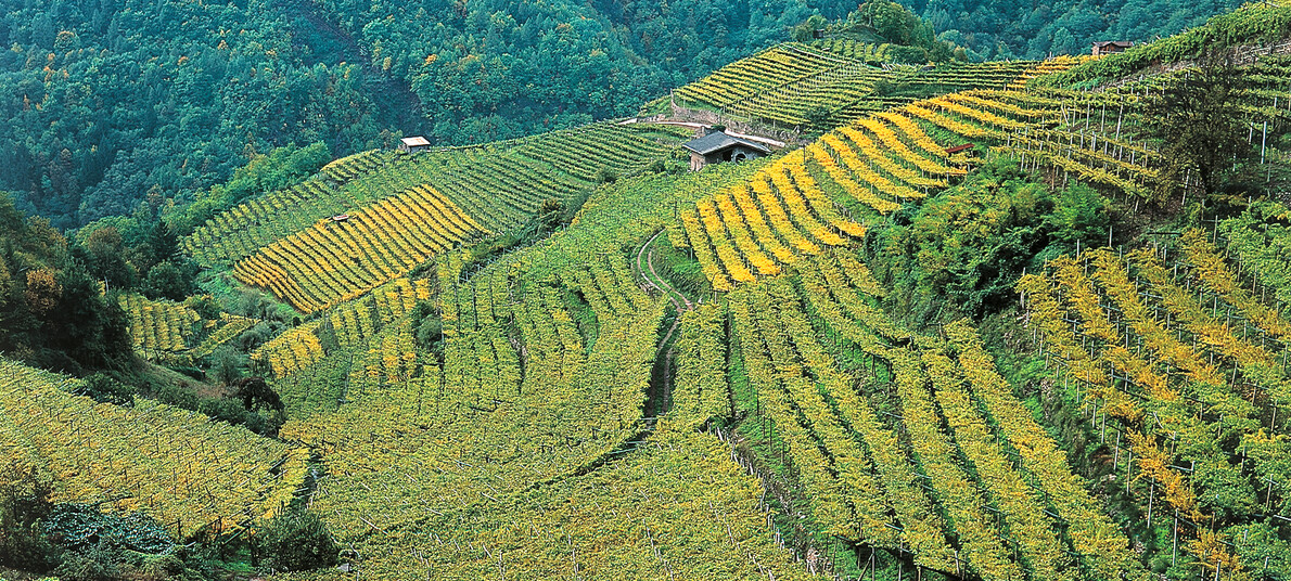 Mueller Thurgau in Val di Cembra