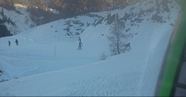 Webcam San Martino di Castrozza - Passo Rolle - Pista Tognola UNO