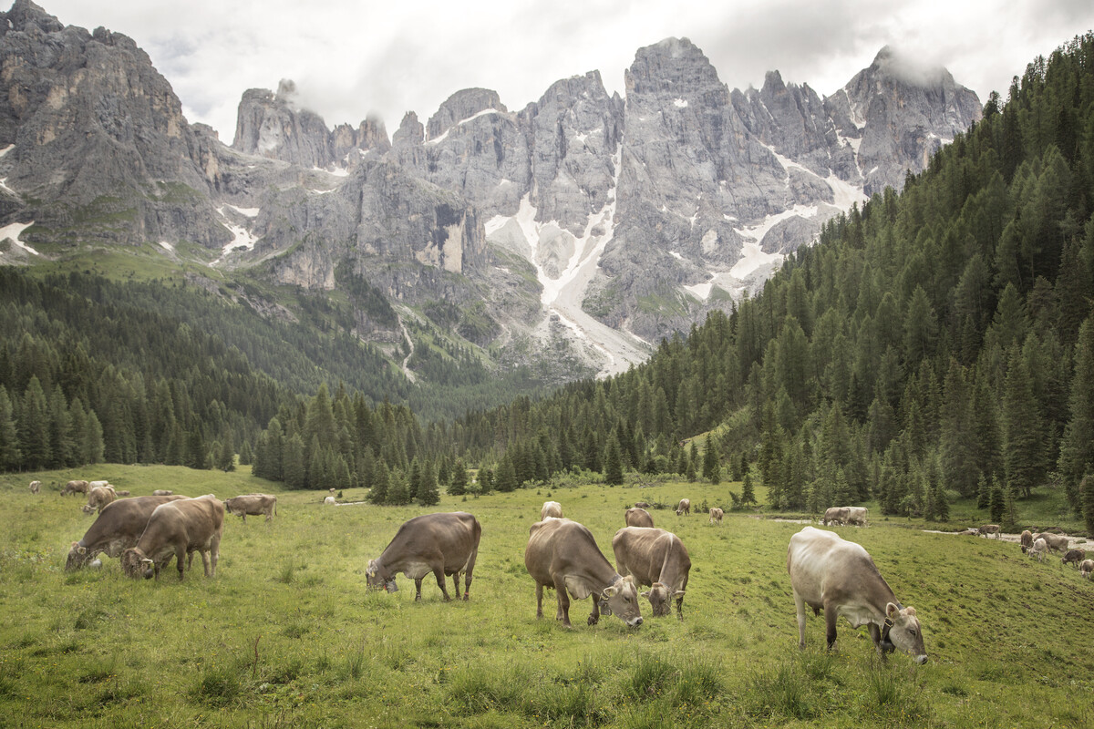 Val Venegia Natura Luoghi Incantevoli Trentino